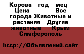 Корова 1 год 4 мец › Цена ­ 27 000 - Все города Животные и растения » Другие животные   . Крым,Симферополь